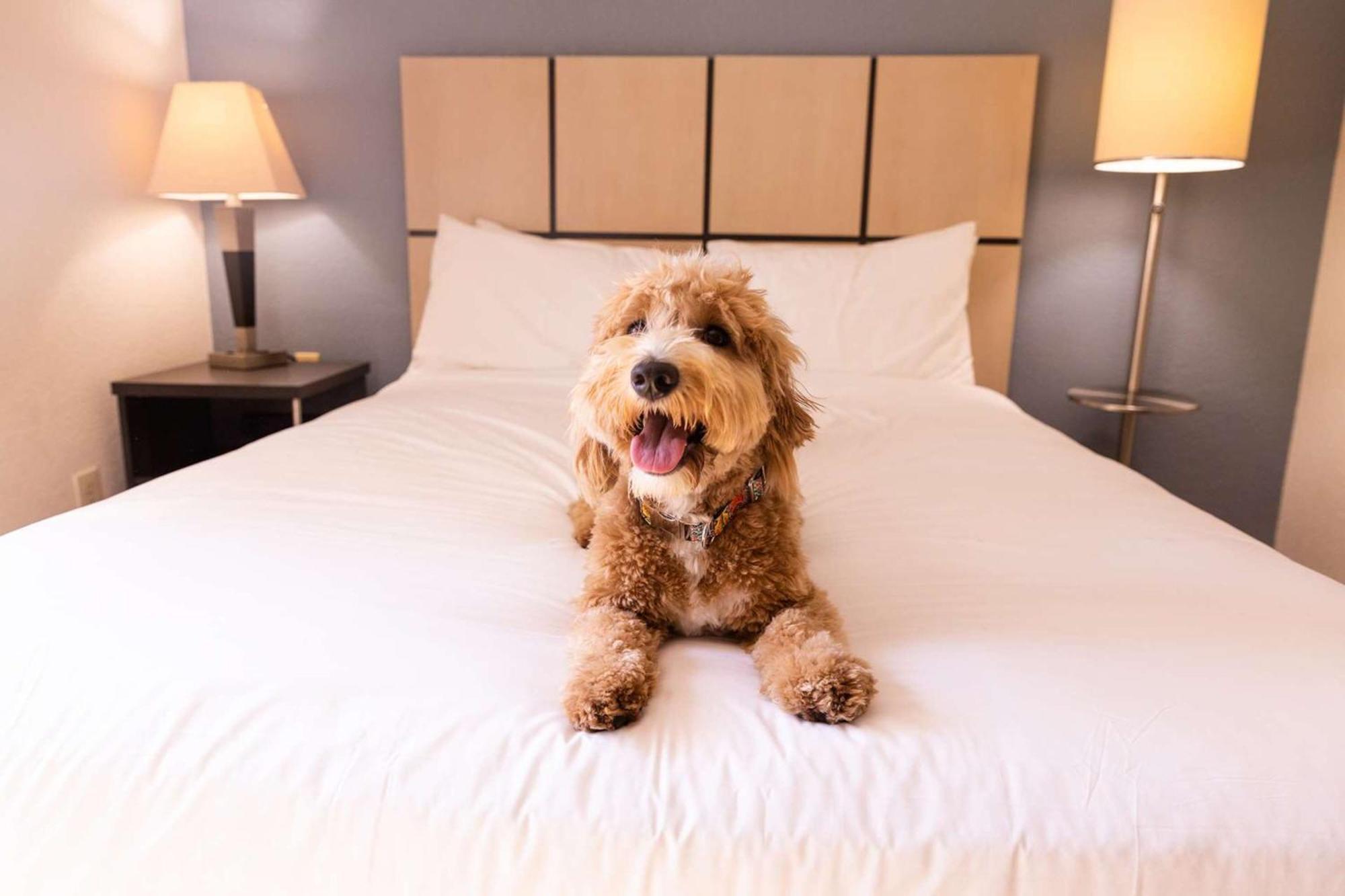 Sonesta Simply Suites Dallas Galleria Dış mekan fotoğraf